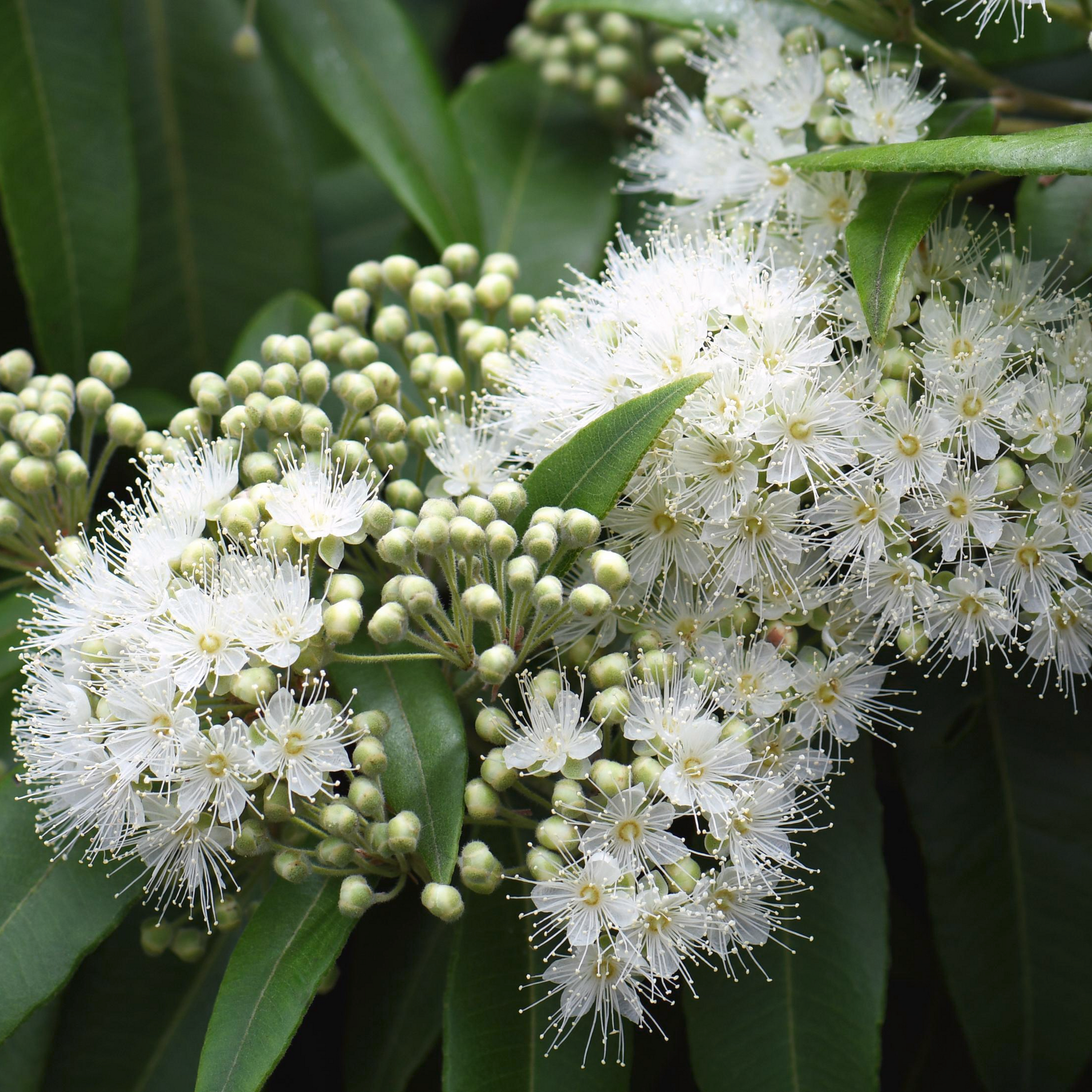 Lemon myrtle ingredient