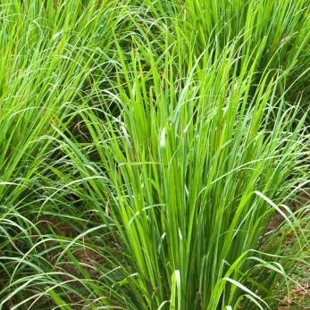 Palmarosa ingredient